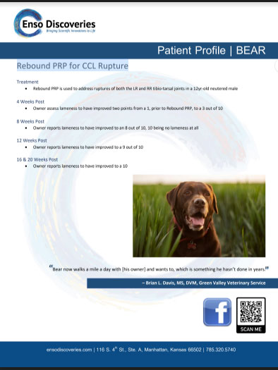 PRP-Case-Study_BEAR