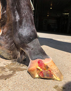 Injured horse's hoof